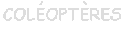 Zone de Texte: COLÉOPTÈRES