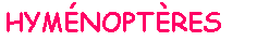 Zone de Texte: HYMÉNOPTÈRES