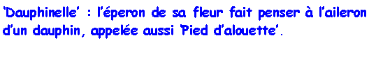 Zone de Texte: Dauphinelle : lperon de sa fleur fait penser  laileron dun dauphin, appele aussi Pied dalouette.