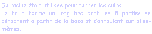 Zone de Texte: Sa racine tait utilise pour tanner les cuirs.Le fruit forme un long bec dont les 5 parties se dtachent  partir de la base et senroulent sur elles-mmes.