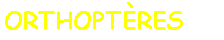 Zone de Texte: ORTHOPTRES
