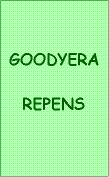 Zone de Texte: GOODYERAREPENS