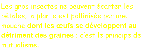 Zone de Texte: Les gros insectes ne peuvent carter les ptales, la plante est pollinise par une mouche dont les ufs se dveloppent au dtriment des graines : cest le principe de mutualisme.